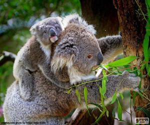 yapboz Bir ağaç tırmanma koala